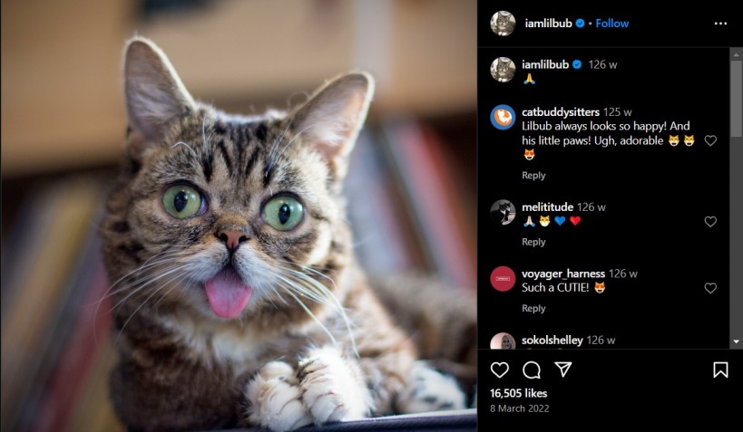 Cat Instagram Captions Example